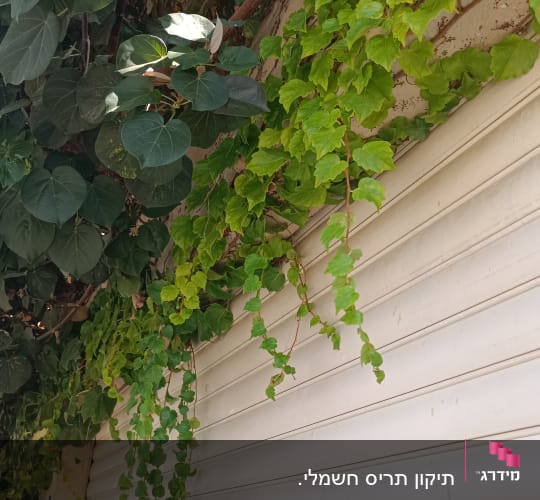 white shutters with green ivy growing over them